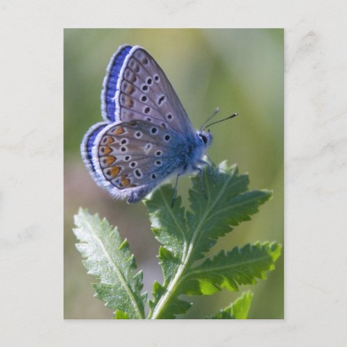 blue butterfly postcard