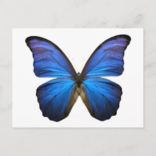 blue butterfly postcard