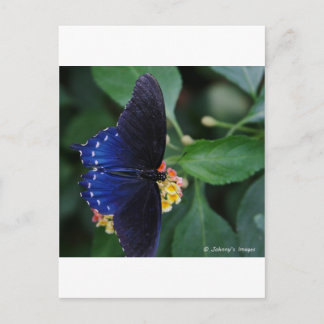 Blue Butterfly Postcard