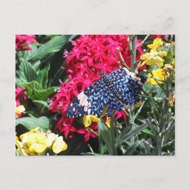 Blue Butterfly Postcard Colorful Flowers (Front)