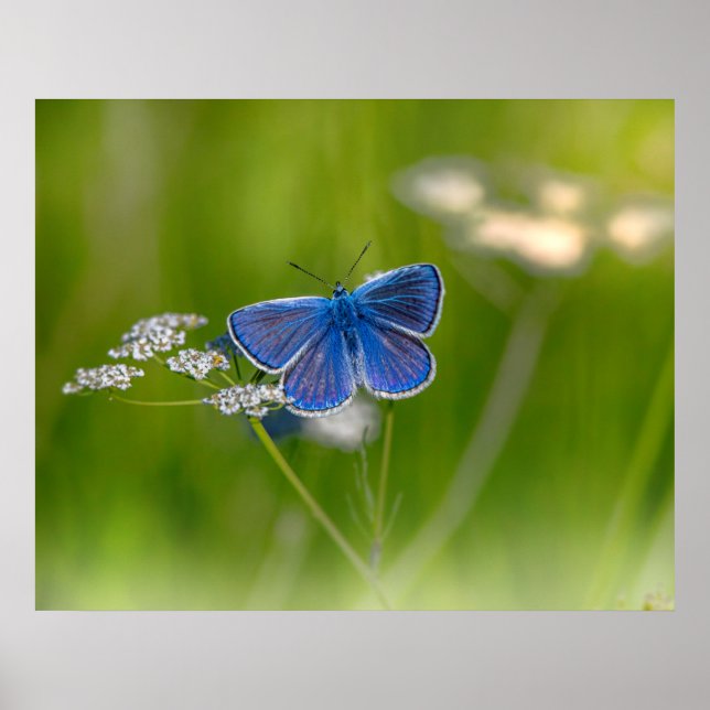 Blue Butterfly Poster (Front)