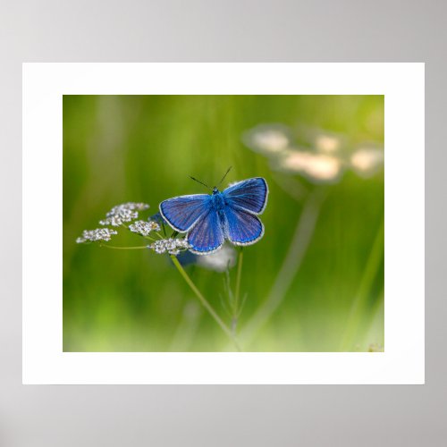 Blue Butterfly Poster