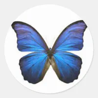 Blue Butterfly Stickers