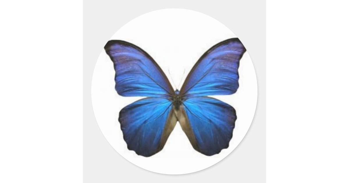 Blue Butterfly - stickers