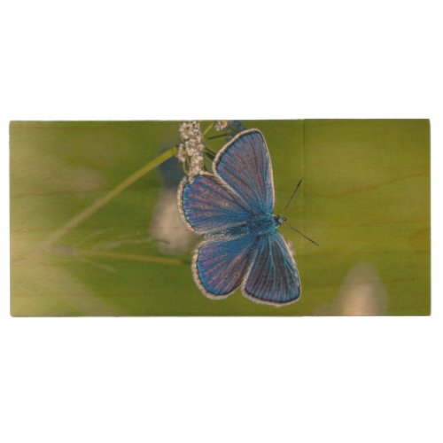 Blue Butterfly Wild Prairie Meadow Field  Wood Flash Drive