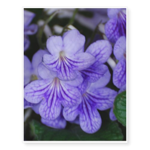Blue Cape Primrose Temporary Tattoos