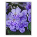 Blue Cape Primrose Temporary Tattoos