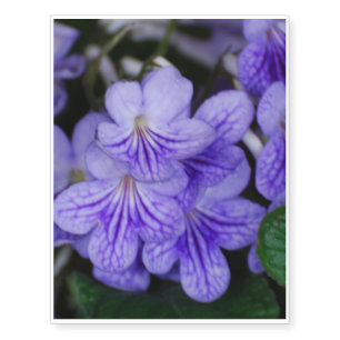 Blue Cape Primrose Temporary Tattoos