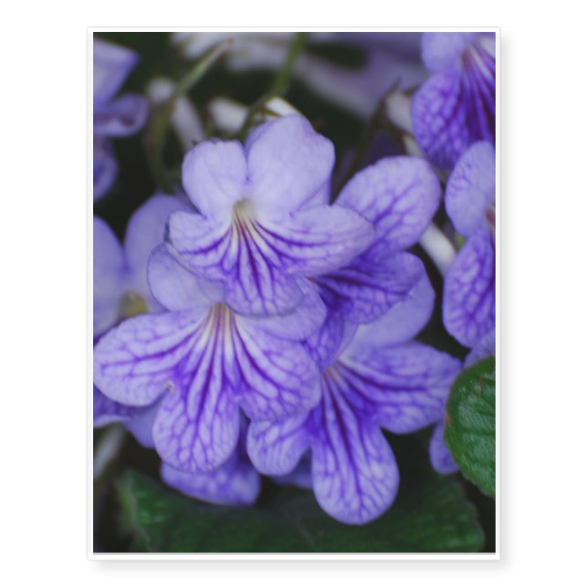 Blue Cape Primrose Temporary Tattoos (Front)