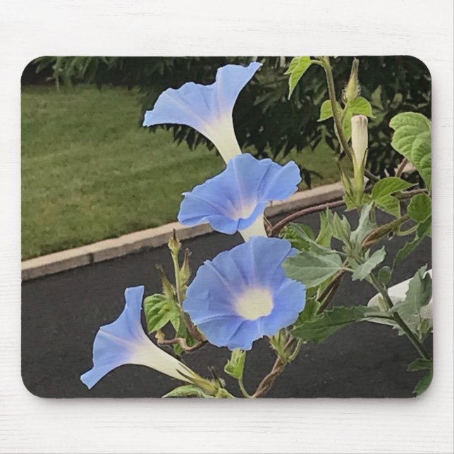 Blue Cascade Morning Glory Close-up Mouse Pad (Front)