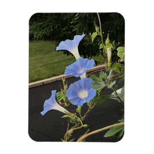 Blue Cascade Morning Glory Magnet