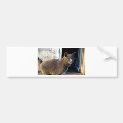 Blue Cat Focus Bumper Sticker