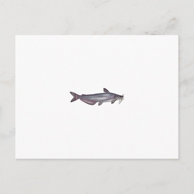 Blue Catfish (untitled) Postcard (Front)
