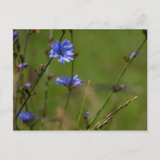 Blue chicory on green meadow. postcard