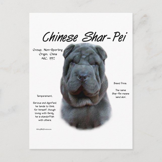Blue Chinese Shar Pei History, Sharpei, Shar-pei Postcard (Front)