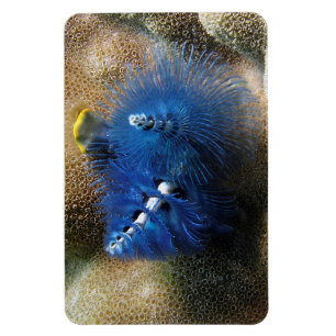Blue Christmas Tree Worms! On a Magnet! Magnet