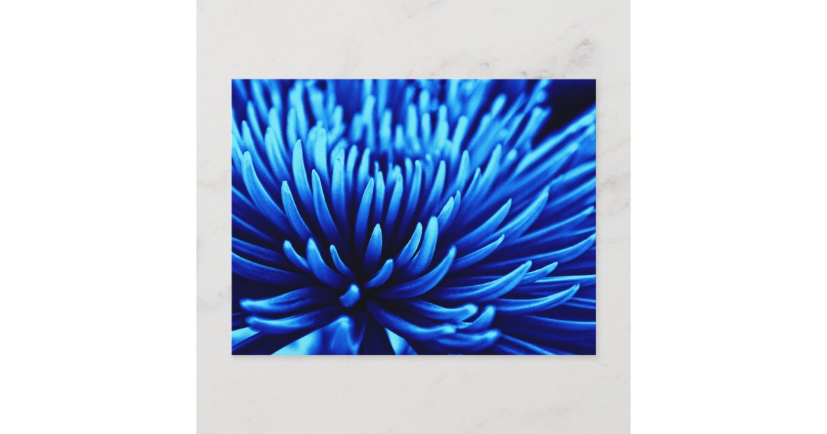 Blue Chrysanthemum flower art postcard | Zazzle