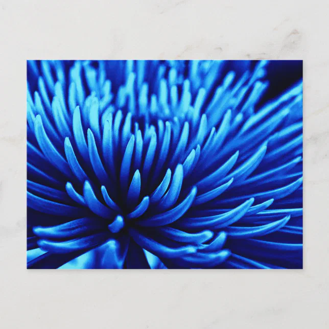 Blue Chrysanthemum flower art postcard | Zazzle