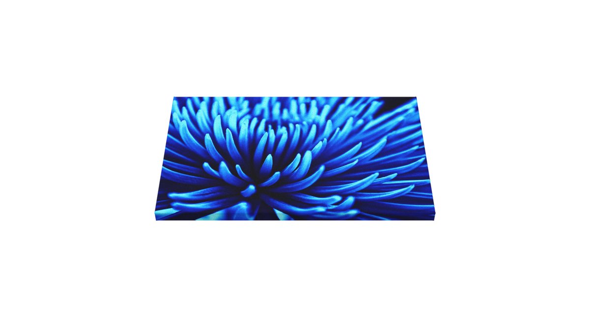 Blue Chrysanthemum flower canvas print | Zazzle