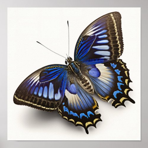 Blue Clipper Butterfly Art Print Poster