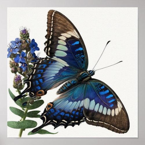 Blue Clipper Butterfly Art Print Poster