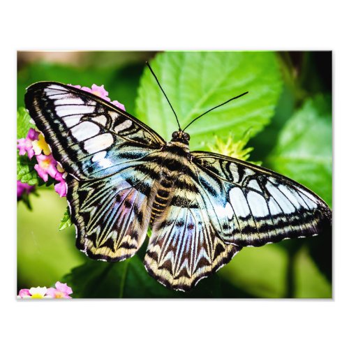 Blue Clipper Butterfly Photo Print