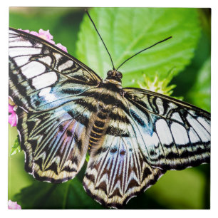 Blue Clipper Tile