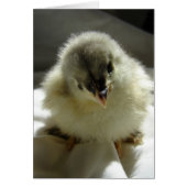 Blue Cochin Chick (Front)
