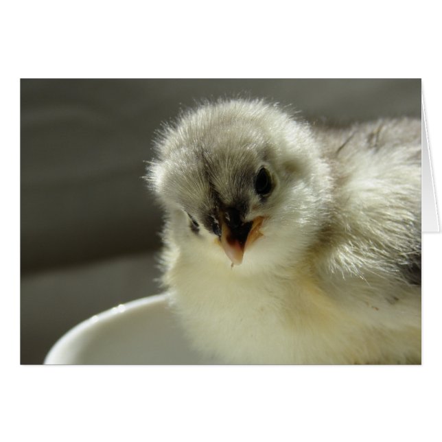 Blue Cochin Chick, Blank All Occassions Cards (Front Horizontal)