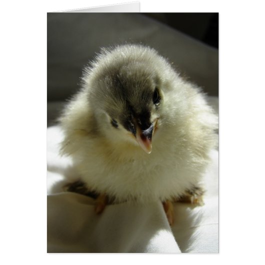 Blue Cochin Chick Cards (Front)