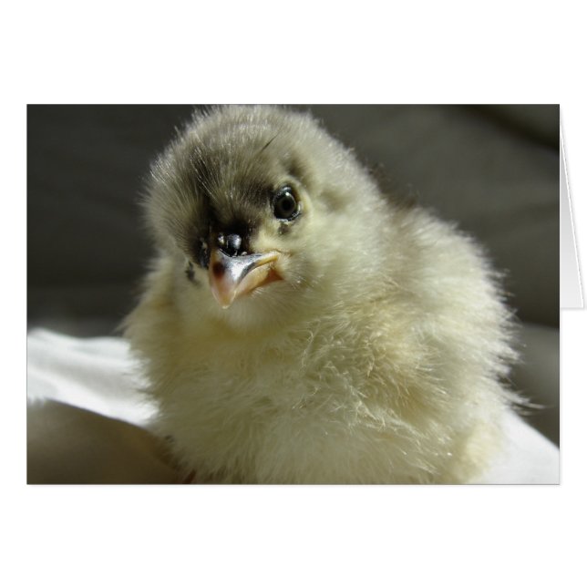 Blue Cochin Chick Cards (Front Horizontal)