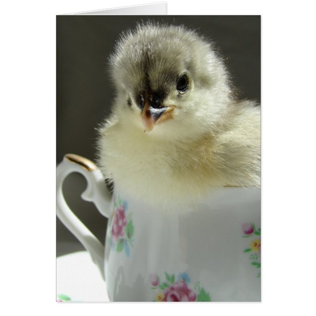 Blue Cochin Chick Cards (Front)