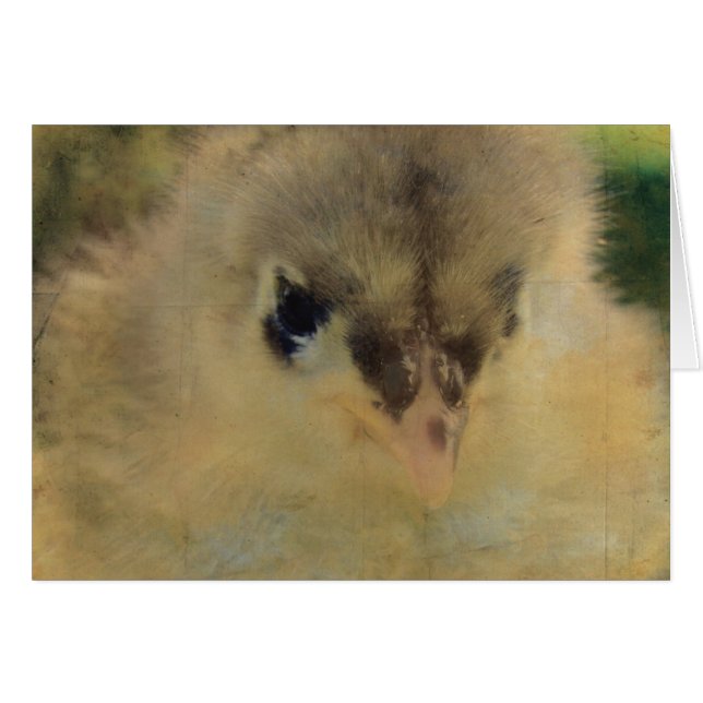 Blue Cochin Chick Cards (Front Horizontal)