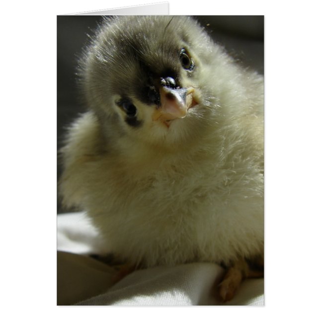 Blue Cochin Chick Cards (Front)