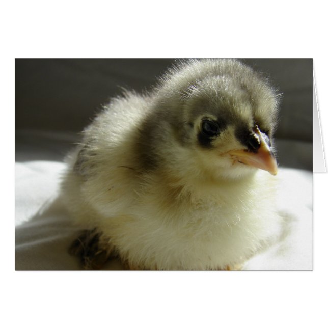 Blue Cochin Chick Cards (Front Horizontal)
