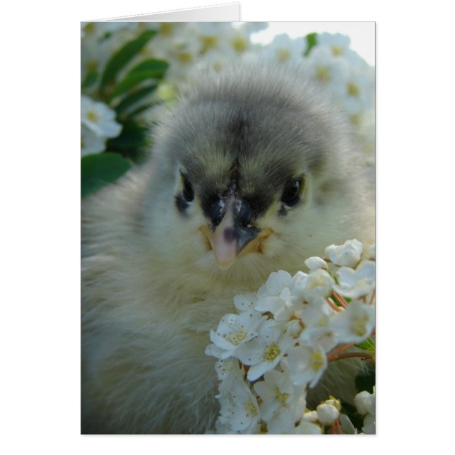 Blue Cochin Chick Cards (Front)