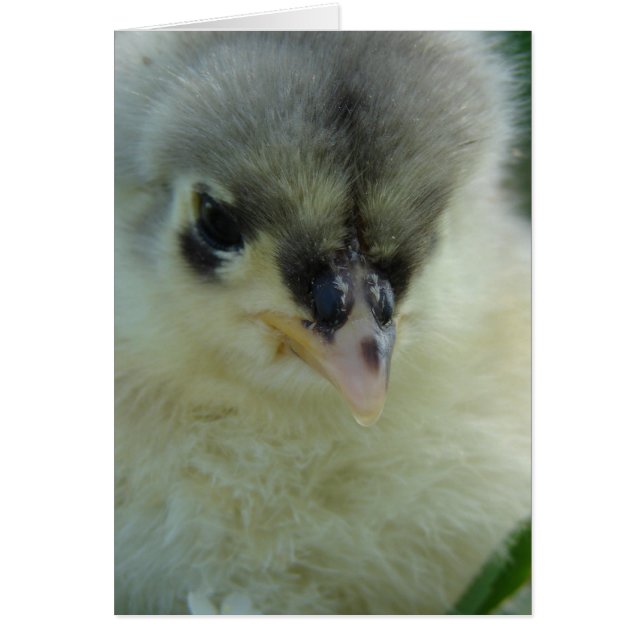 Blue Cochin Chick Cards (Front)