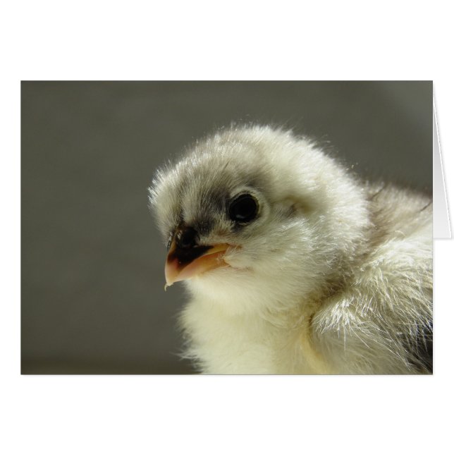 Blue Cochin Chick Cards (Front Horizontal)