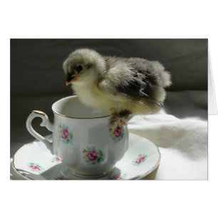 Blue Cochin Chick Cards