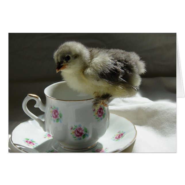 Blue Cochin Chick Cards (Front Horizontal)