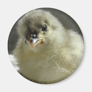 Blue Cochin Chick Magnet