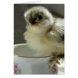 Blue Cochin Chick on Teacup