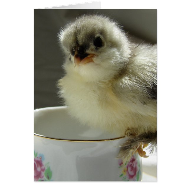 Blue Cochin Chick on Teacup Cards (Front)
