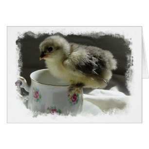 Blue Cochin Chick on Teacup With Border Cards