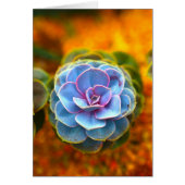 Blue Colored Echeveria (Front)