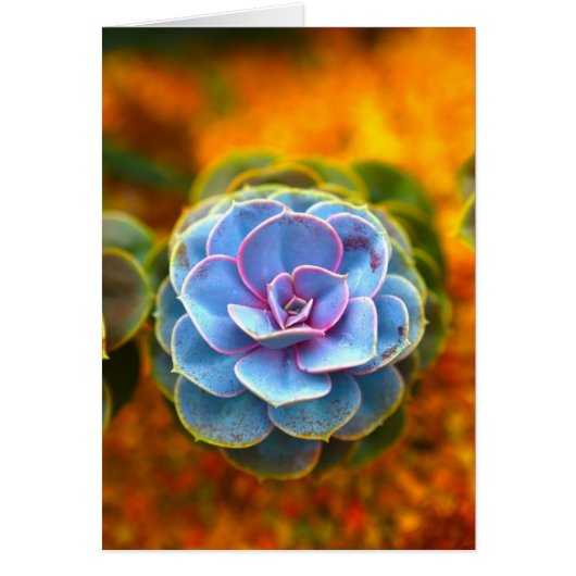 Blue Colored Echeveria Cards (Front)