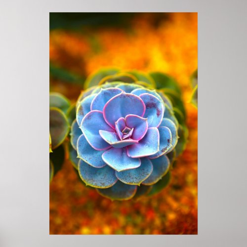 Blue Colored Echeveria Poster