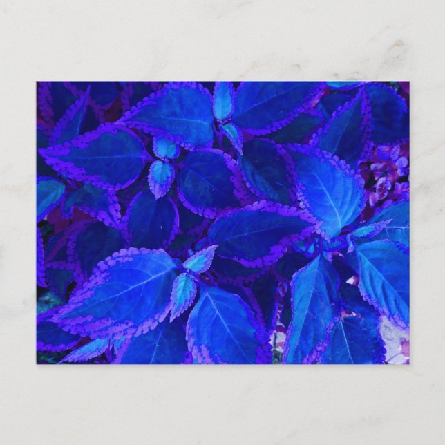 Blue colorized plant coleus postcard (Front)