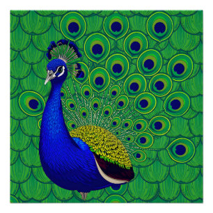 Blue Colourful Peacock Poster