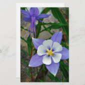 Blue columbine (Front/Back)
